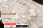 Foto (Detailansicht) von Sequoia couttsiae Heer (NHMW-GEO-2024-0188-7929)